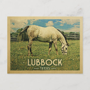 Lubbock Texas Postcard Horse Farm - Vintage Travel