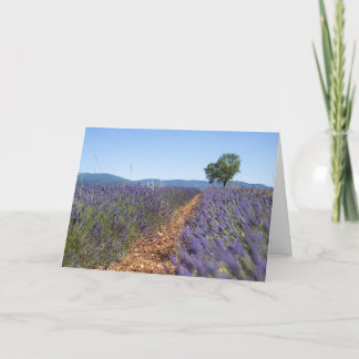 Luberon Lavender Fields, Provence, France - Card