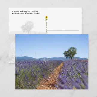 Luberon Lavender Fields, Provence, France - Postcard