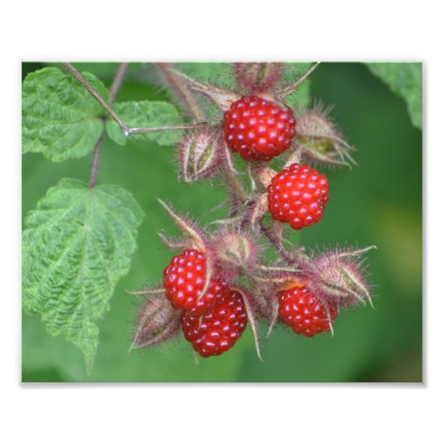 Lucious Raspberry Photo Print (Front)