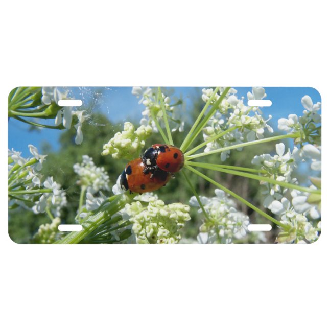 luck beetle license plate (Front)