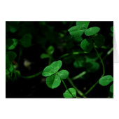 Lucky (Front Horizontal)