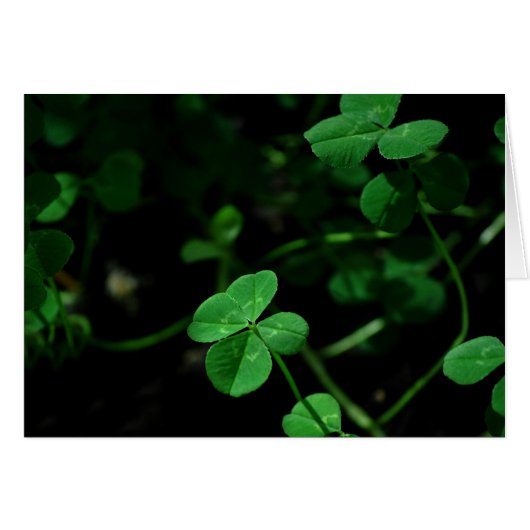 Lucky (Front Horizontal)