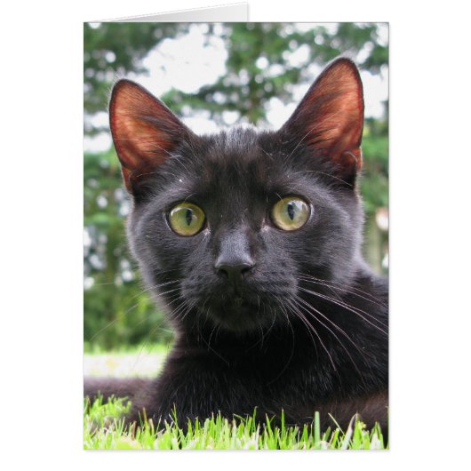 Lucky Black Cat Cards (Front)