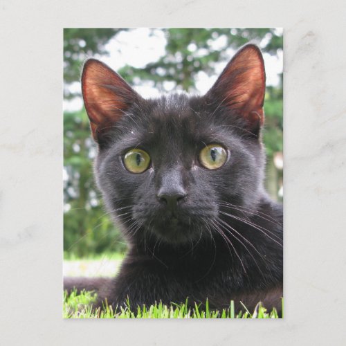 Lucky Black Cat Postcard