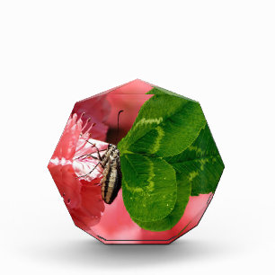 Lucky Butterfly Award