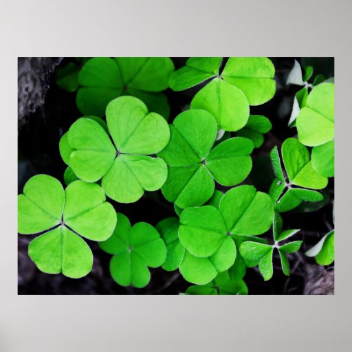 Lucky Clovers Poster | Zazzle