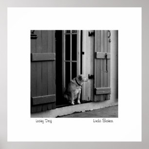 Lucky Dog by Linda Becker PhotoArt Poster