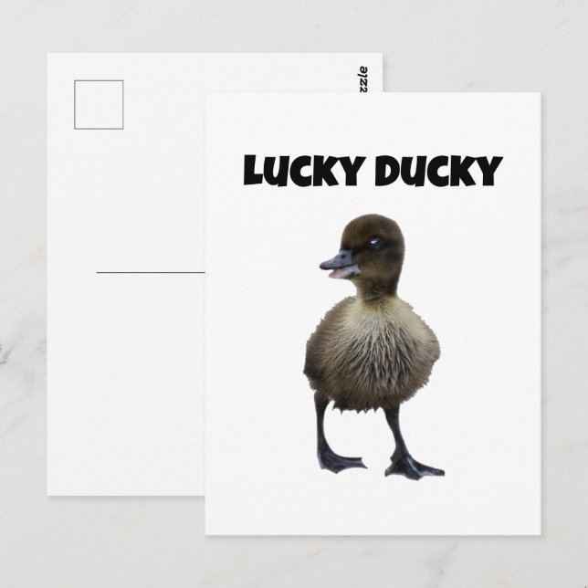 Lucky Duck Funny Cute Duckling Bird Photo Art Postcard (Front/Back)