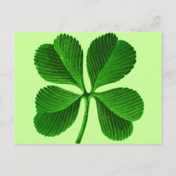 Lucky Four Leaf Clover Postcard by Shamrockz at Zazzle