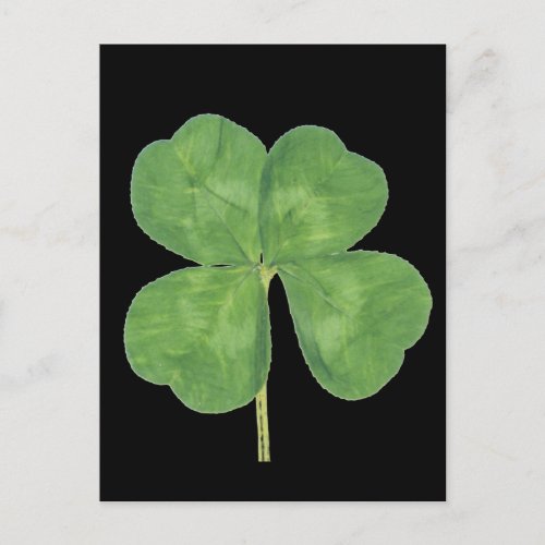 Lucky Four_Leaf Clover Shamrock Postcard