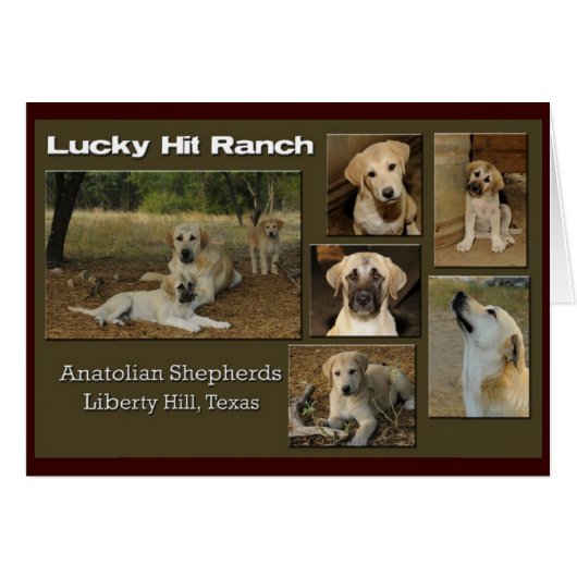 lucky hit collage cards (Front Horizontal)
