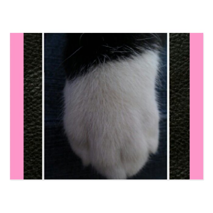 Lucky Kitty Cat's foot Post Card