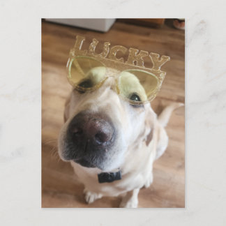 Lucky Lab Holiday Postcard