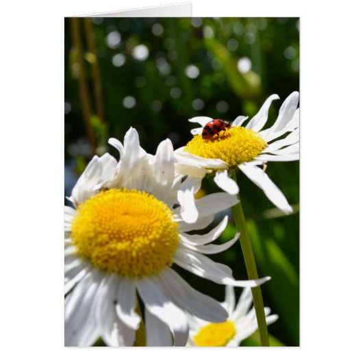Lucky Ladybug Cards (Front)