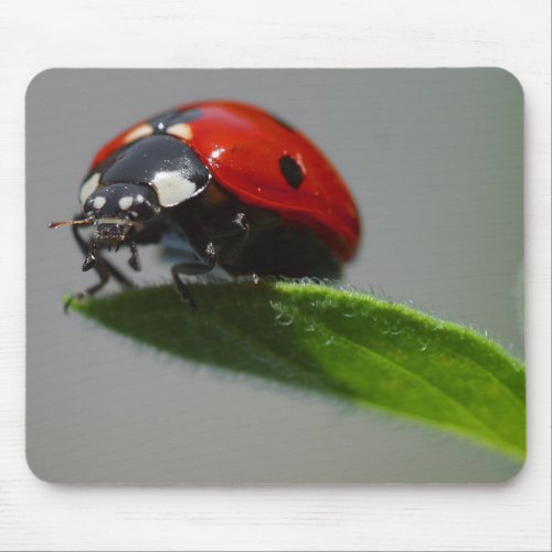 Lucky Ladybug Lovers gifts Mouse Pad