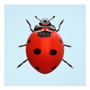 Lucky Ladybug Photo Print