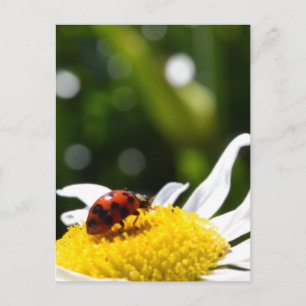 Lucky Ladybug Postcard