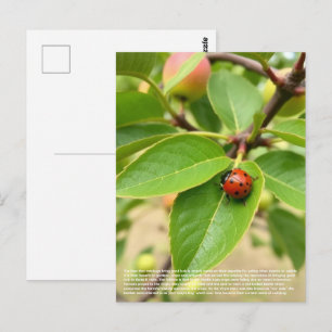 Lucky Ladybug Postcard