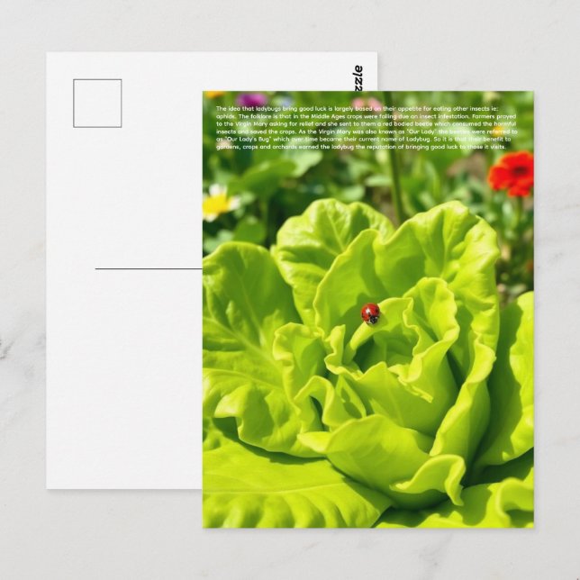 Lucky Ladybug  Postcard (Front/Back)