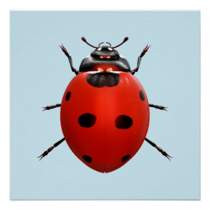 Lucky Ladybug Poster