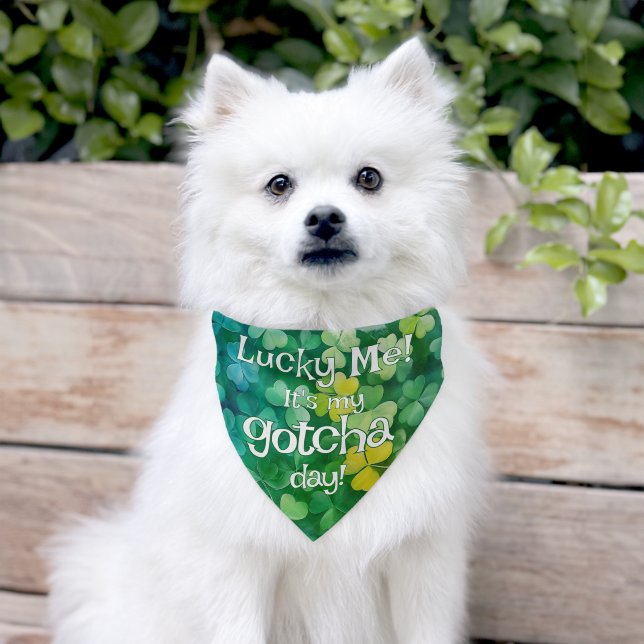 Lucky Me Gotcha Day Pet Bandana Collar (Dog)