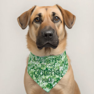 Lucky Me Green Gotcha Day Pet Bandana Collar