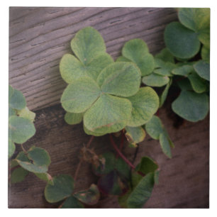 Lucky or Determined? Saint Patricks Day Shamrocks Ceramic Tile