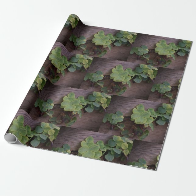 Lucky or Determined? Saint Patricks Day Shamrocks Wrapping Paper (Unrolled)