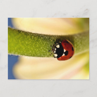 Lucky Postcard