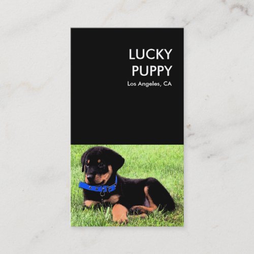 lucky puppy dog company business card