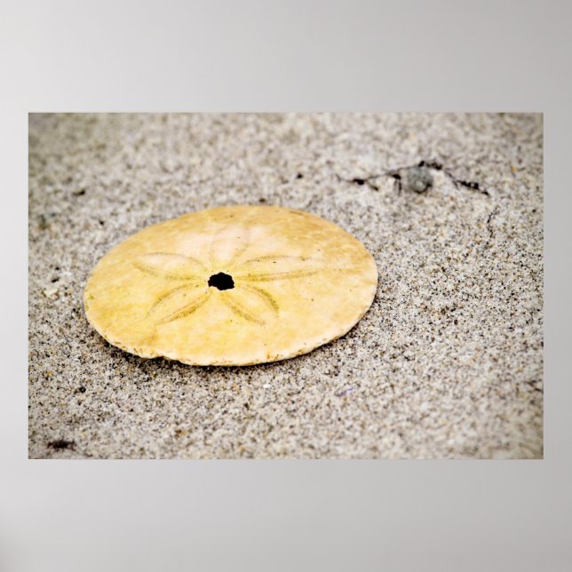 Lucky Sand Dollar Poster (Front)