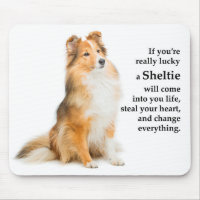 Lucky Sheltie