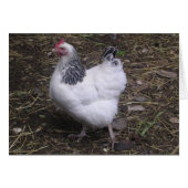 Lucky the Light Sussex (Front Horizontal)