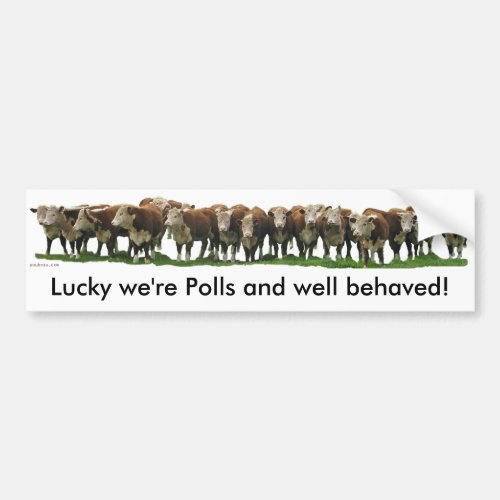 Lucky were Poll Herefords Bumper Sticker