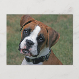 "Lucy" Boxer Photo Postcard