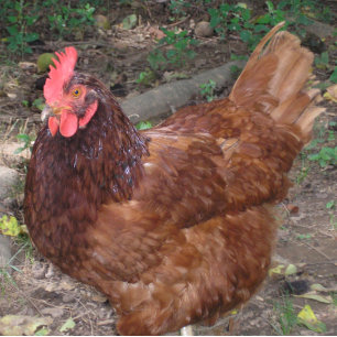 Lucy - The Red Head! Ceramic Tile