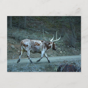 "Lucy Watusi" (Watusi & Longhorn Cross) Mini Print Postcard