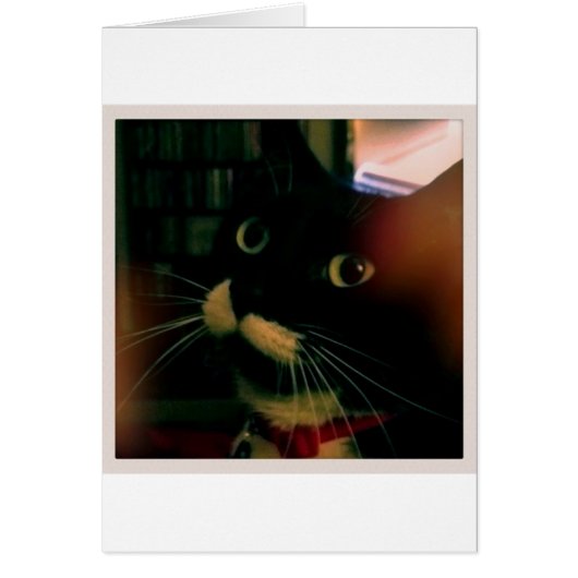 Lucy's Closeup Cards (Front)