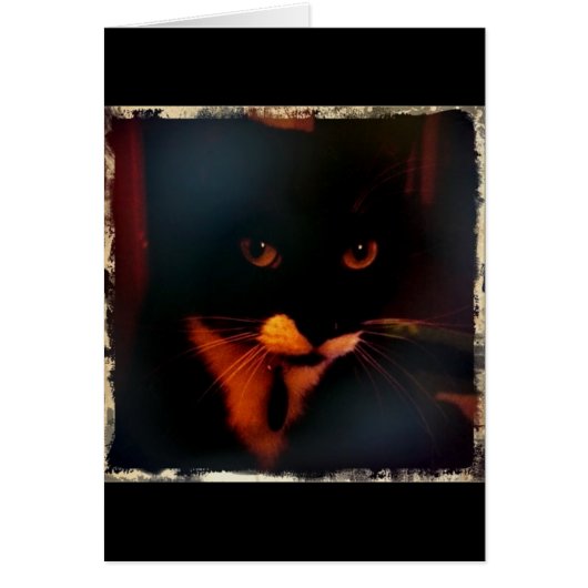 Lucy's Dramatic Look (Front)