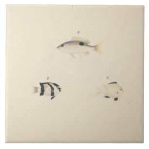 Luigi Balugani - Three Unidentified Fish Ceramic Tile