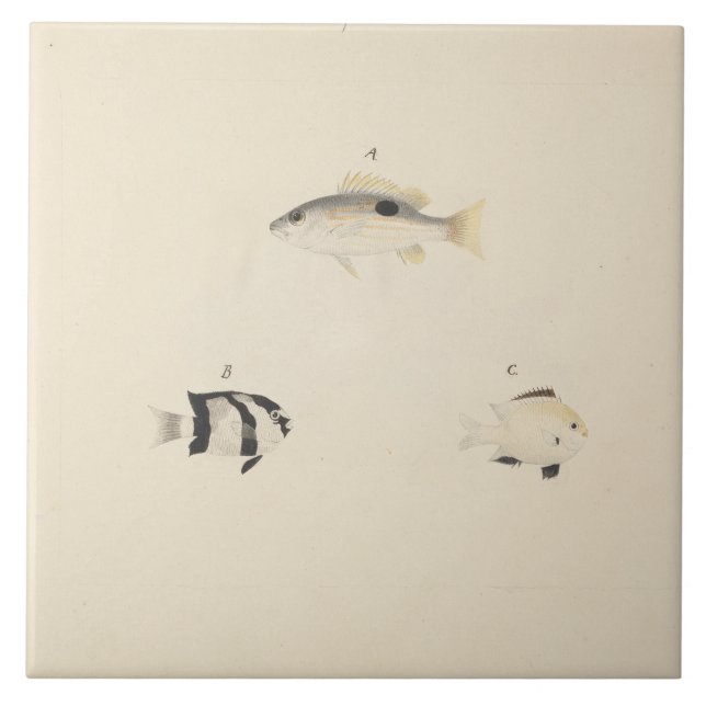 Luigi Balugani - Three Unidentified Fish Ceramic Tile (Front)