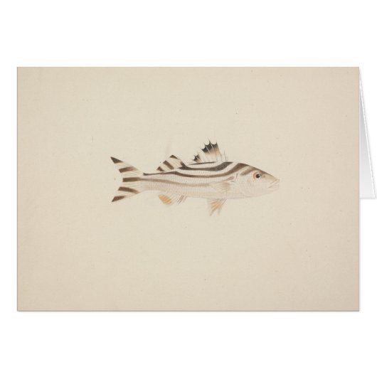 Luigi Balugani - Unidentified Fish Cards (Front Horizontal)