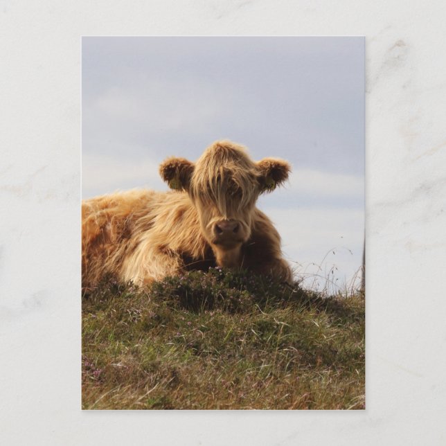 Luing cow on the Isle of Islay, Scotland Postcard (Front)