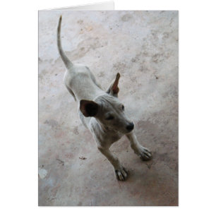 Luk Maa ... Thai Soi Puppy Dog