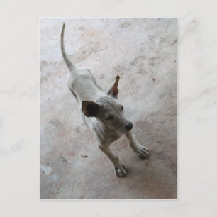 Luk Maa ... Thai Soi Puppy Dog Postcard