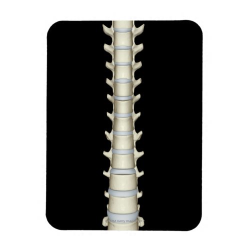 Lumbar and Thoracic Vertebrae Magnet