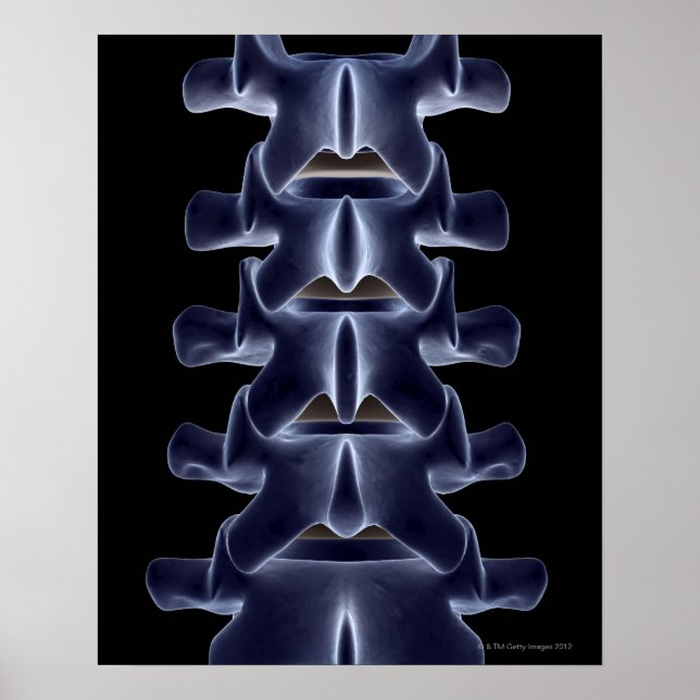 Lumbar Vertebra 2 Poster (Front)