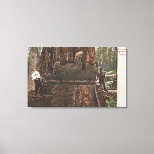 Lumberjacks Cutting Down a Redwood Tree Canvas Print