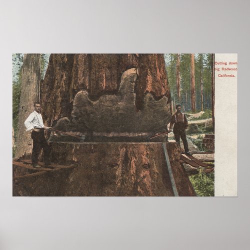Lumberjacks Cutting Down a Redwood Tree Poster